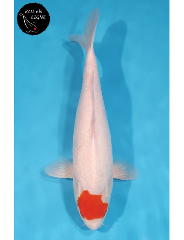 Tancho Kohaku