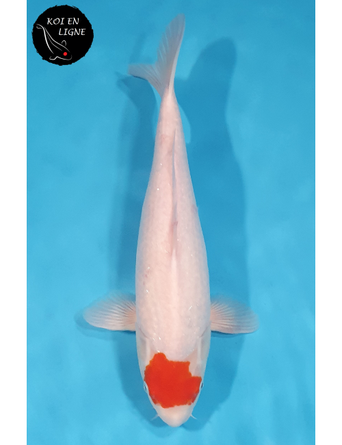 Tancho Kohaku