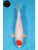 Tancho Kohaku