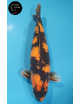 Hi Utsuri