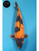 Hi Utsuri