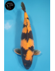 Hi Utsuri