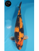 Hi Utsuri