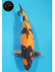 Hi Utsuri