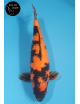 Hi Utsuri