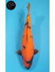 Hi Utsuri
