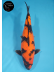 Hi Utsuri