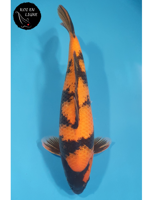 Hi Utsuri