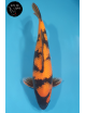 Hi Utsuri