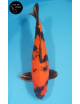 Hi Utsuri