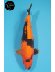 Hi Utsuri