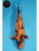 Hi Utsuri