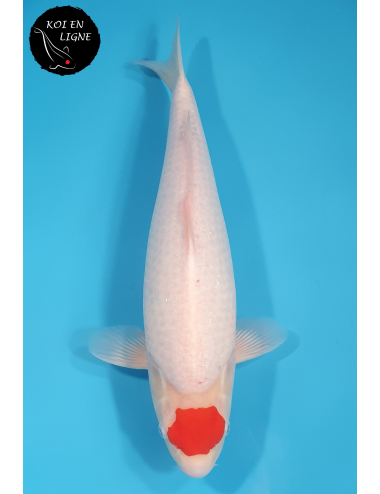 Tancho Kohaku 