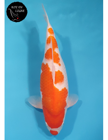 Kohaku
