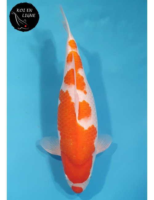 Kohaku