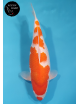 Kohaku