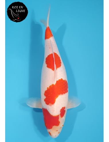 Kohaku
