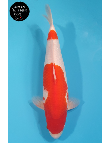 Kohaku