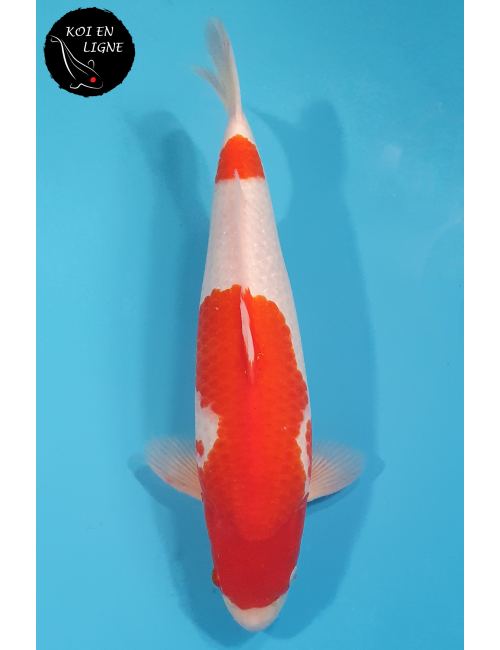 Kohaku