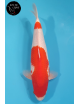 Kohaku