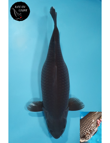 Karasugoi