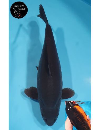 Doitsu Magoi Linéaire