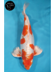 Kikusui Voile