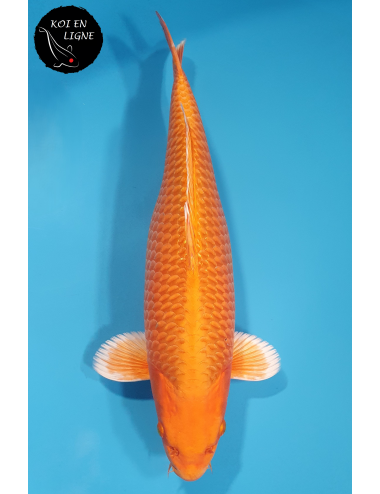 Orenji