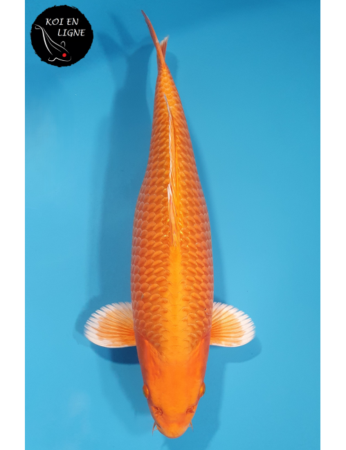 Orenji