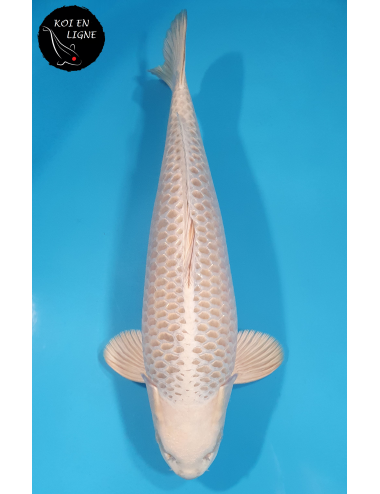 Mukashi Lignée Dainichi