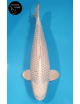 Mukashi Lignée Dainichi