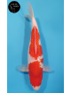 Ginrin Kohaku