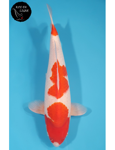 Kohaku