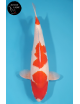 Kohaku