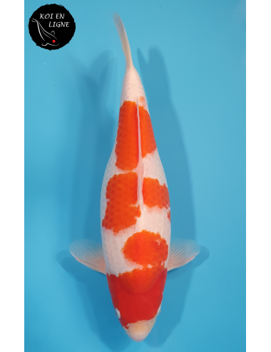 Kohaku