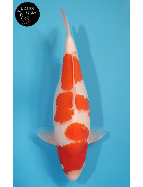 Kohaku