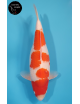 Kohaku