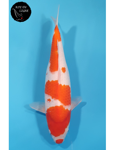 Kohaku