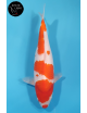Kohaku