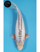 Shusui