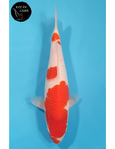 Kohaku