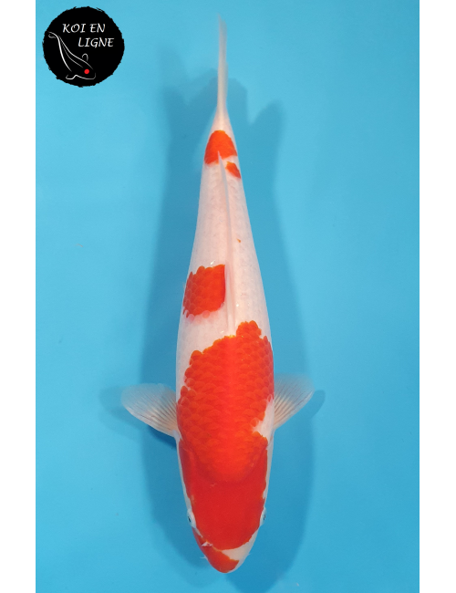 Kohaku