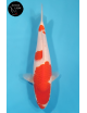 Kohaku
