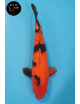 Aka Bekko