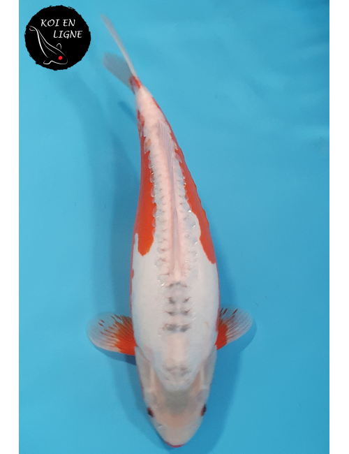 Shusui