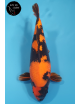 Hi Utsuri 