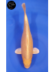 Yamabuki