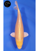 Yamabuki