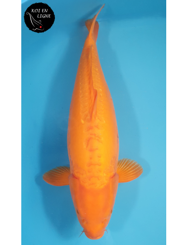 Doitsu Karashigoi Mangue Lignée Marudo 