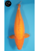 Doitsu Karashigoi Mangue Lignée Marudo 